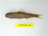 藏品(奈氏眼眶魚)的圖片